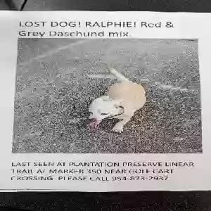 lost male dog ralphie